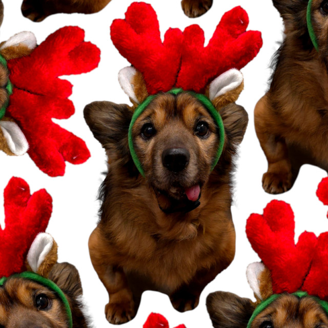 OPASKA RENIFERA: ZIPPYPAWS...